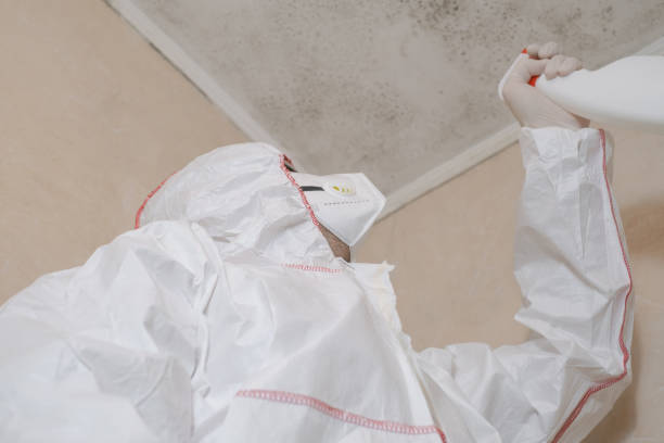 Best Attic Mold Remediation in La Porte City, IA
