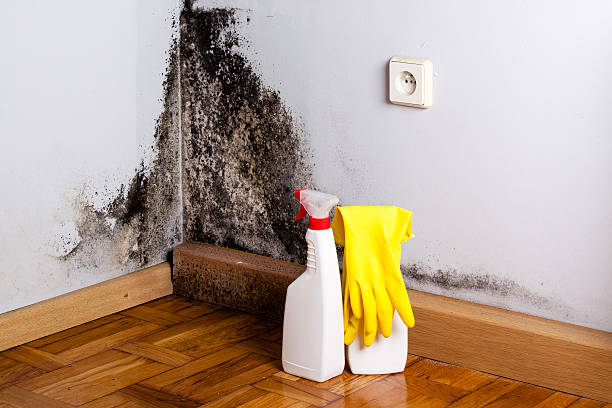Best Residential Mold Remediation in La Porte City, IA