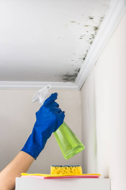 Best Industrial Mold Remediation in La Porte City, IA